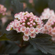 Ninebark, Summer Wine #3